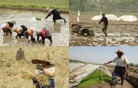 ضایعات بیش از 30 درصدی تولیدات کشاورزی 