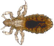 هرمزگان دومین استان کشور در آلودگی به شپش سر است