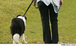 دادستان قم تاكيد كرد: معرفي سگ‌گردان‌ها به مراجع قضايي/ نجات بدلباس‌ها از گمراهي