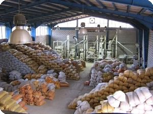 کارخانه‌های شالیکوبی که برنج را ضایع می‌کنند