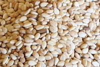 آغاز برداشت کنجد، از اراضی زیرکشت شهرستان جلفا