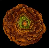 محقق دانشگاه تبریز در فهرست برندگان «تصاویر برتر میکروسکوپی 2012»