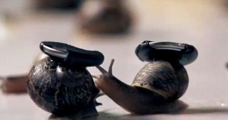 حلزونها، باهوش‌تر از تصورات پیشین