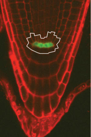 چرا گیاهان بیش از حیوانات عمر می‌کنند؟