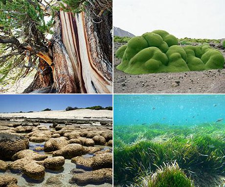 قدیمی‌ترین موجودات زنده جهان رونمایی شدند + تصاویر