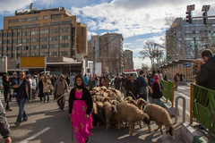 کوچ نمادین عشایر ایران در خیابان ولیعصر تهران