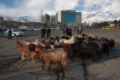 کوچ نمادین عشایر ایران در خیابان ولیعصر تهران