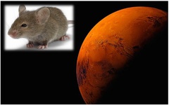 بازگشت موش‌های فضانورد روسیه از مدار زمین