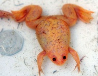 حیرت محققان از قورباغه‌های نارنجی رنگ درون برف‌ها