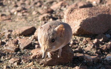 وجود 1/8 میلیون موش در تهران و درخواست حافظی از مردم برای مقابله با موش‌ها