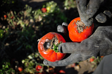 پروانه مینوز گوجه‌ فرنگی، از آفات خطرناک در کشاورزی آذربایجان شرقی