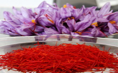محصول زعفران با نام تجاری "زعفران ممتاز قائنات" تقلبی است