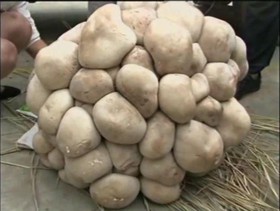 کشف یکی از بزرگترین قارچ‌های جهان در چین 