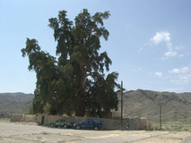 سرو زربین سنگان درختي زيبا در بلوچستان