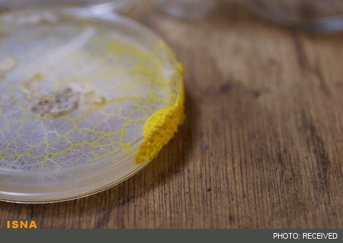 ساخت رایانه‌های زنده با کپک لجن