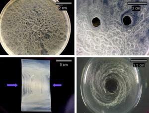 باکتری که دارای حس لامسه است