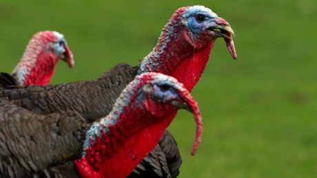 ساخت سیستم سم‌یاب با الهام از بوقلمون