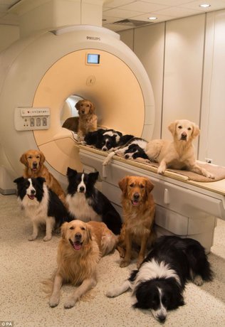 کشف شباهت‌های مکانیزم مغزی انسان و سگ