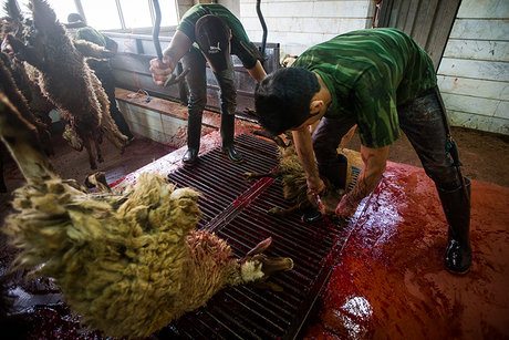 سنتی بودن 90 درصد کشتارگاه‌های دام گلستان