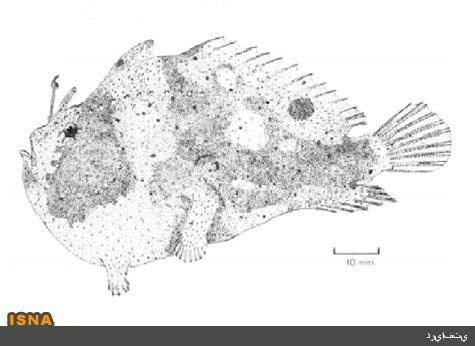 مشاهده گونه‌ای «قورباغه ماهی» برای نخستین بار در شمال خلیج فارس