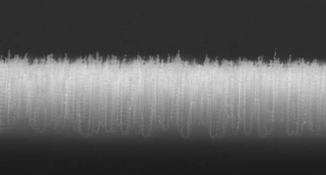 کشف ماده ضدباکتری با الهام از سنجاقکها