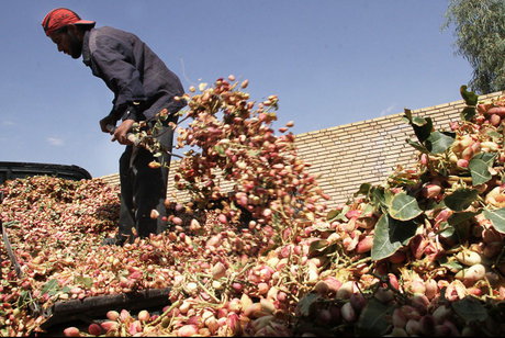 خسارت 21 میلیارد ریالی به باغ‌های پسته آران و بیدگل