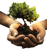 اهمیت درختکاری از نظر اسلام