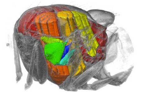فیلمبرداری پرسرعت اشعه ایکس از بدن حشرات زنده بصورت سه‌بعدی