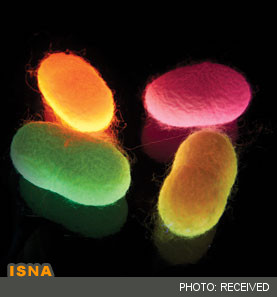 کرم‌های ابریشم، پیله‌های رنگی می‌تنند!