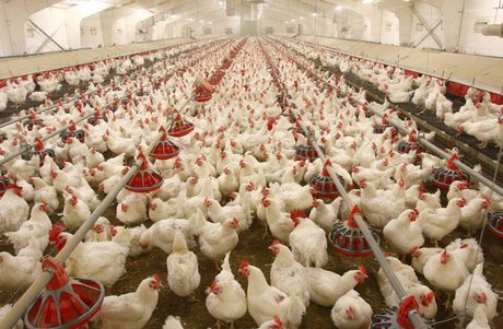 اعتبار صادراتی صنعت مرغ تامین شود