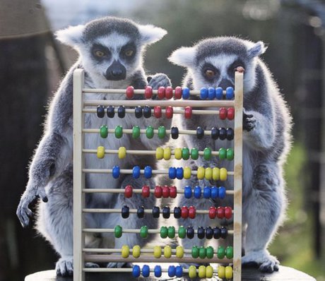 بوی همسان میمون‌ها از رابطه عاشقانه آنها خبر می‌دهد!