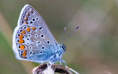 ساخت نانوبال‌ پروانه با قابلیت ماکزیمم جذب نور خورشید