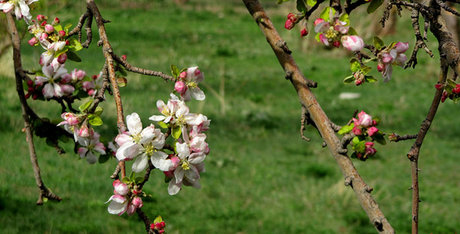 گلزار، بهشت گمشده کویر ایران ‌