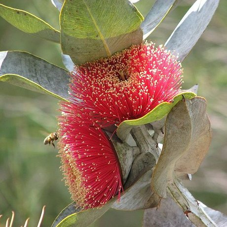 تولید نانوذرات آنتی‌باکتریال از عصاره گیاهی