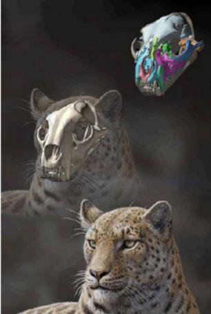 کشف جمجمه قدیمی‌ترین گربه‌سان بزرگ جهان