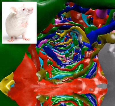 نقشه‌برداری از نورون‌های بصری موش و مگس میوه+تصاویر