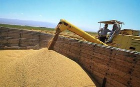 ۱۴۰۰ تن بذر علوفه ای در گمرک مانده/کشاورز  تمایلی به خرید بذر۱۵۰ هزار تومانی ندارد