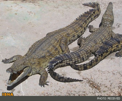 صادرات گوشت کروکودیل منتفی شد