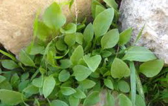 حساب کتاب گیاهان برای تقسیم غذا در شب