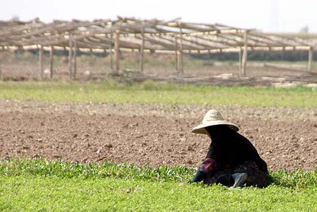 بهره‌برداری از 2 طرح مهم بخش کشاورزی در شهرستان میانه