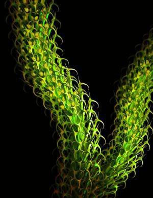 بازسازی گیاه منقرض‌شده 37 میلیون ساله