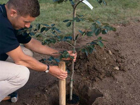 کاشت نهال ارس برای حفظ ذخایر جنگلی و تنوع زیستی ضروری است