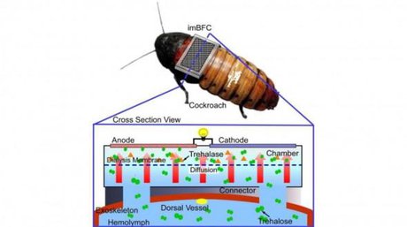 تامین انرژی قطعات الکترونیکی با مایع بدن یک حشره سایبورگ