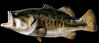 دو میلیون قطعه ماهی سوف در سال در مازندران تولید خواهد شد