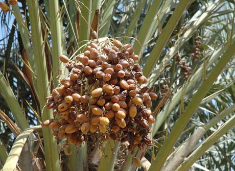 وزارت کشاورزی جلوی سودجویان بازار خرما را بگیرد