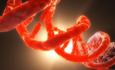 نخستین مشاهده مستقیم ناهنجاری‌های کروموزومی سرطانی در سلول‌های زنده