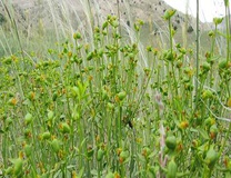 دیباج، دشت گل‌های «سریشو» و گیاهان دارویی