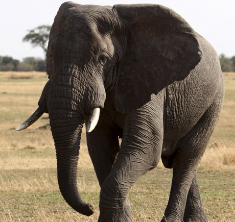 فيل آفريقايي