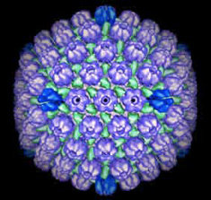 پاکسازی خون از ویروس «هرپس» برای نخستین بار 