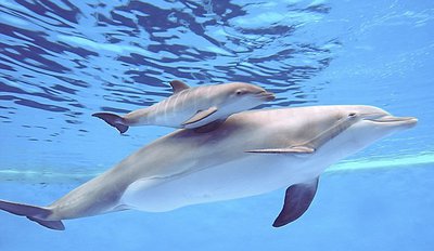 ثبت لحظات زیبای تولد نوزاد دلفین + تصاویر